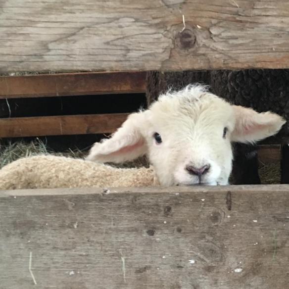 28234993_10100563097869193_565150096697900795_o